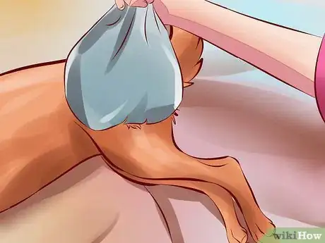 Image titled Treat Arthritis in Dogs Step 12