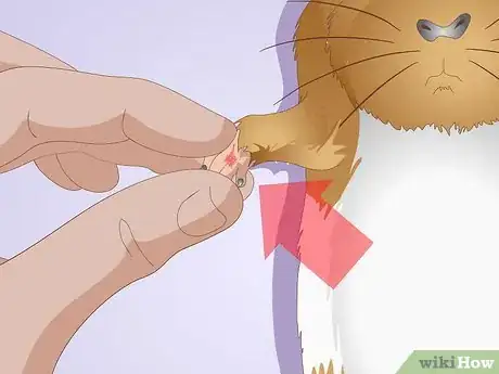 Image titled Spot Foot Sores on Guinea Pigs Step 7