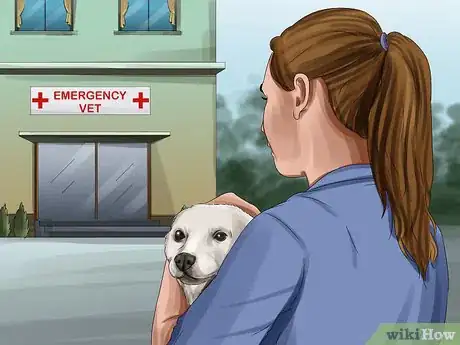 Image titled Tell if Your Dog Is Having a Medical Emergency Step 20