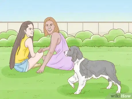 Image titled Identify an English Springer Spaniel Step 13