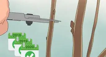 Prune a Mulberry Tree