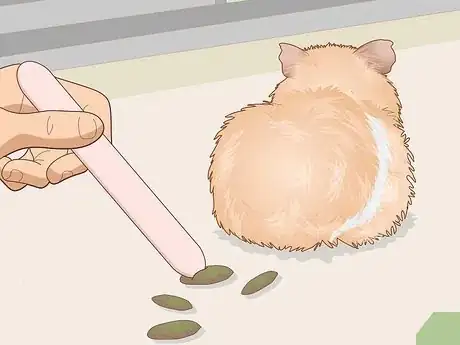 Image titled Change a Guinea Pig's Diet Step 13