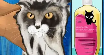 Diagnose and Treat Flea Allergies in Cats