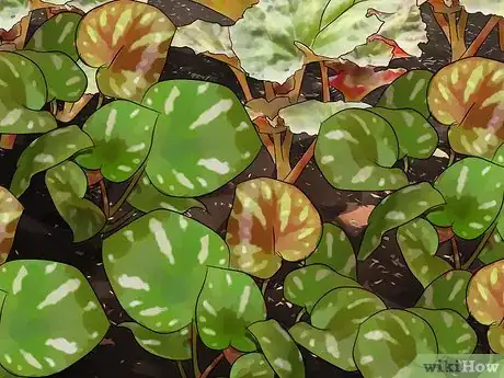 Image titled Root Out Thistles Step 15