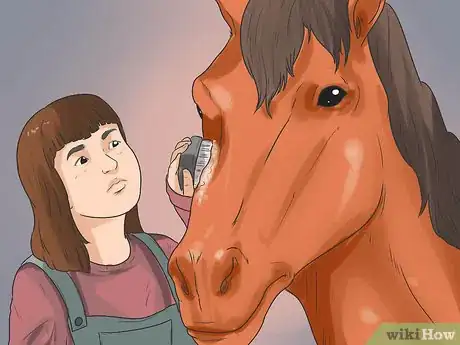 Image titled Massage a Horse Step 7