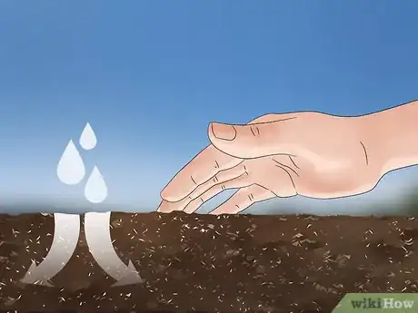 Image titled Grow Echium Step 5