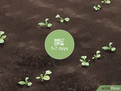 Image titled Grow Endive Step 9