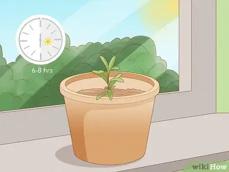 Image titled Grow Sweet Alyssum Step 8