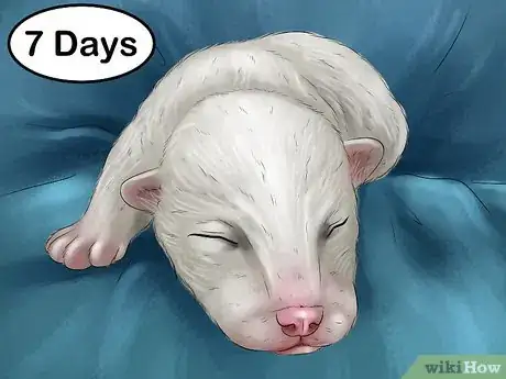 Image titled Track the Development of New Puppies Step 5