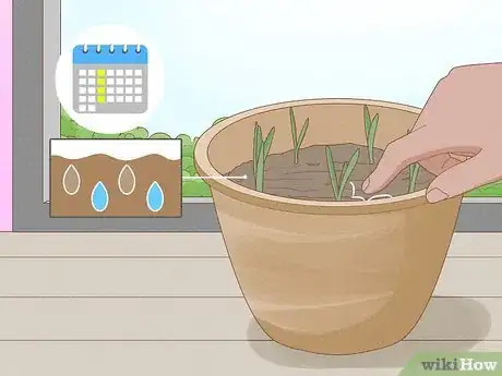 Image titled Force Daffodils Indoors Step 13