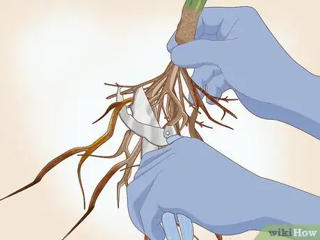 Image titled Plant Bare Root Roses Step 4