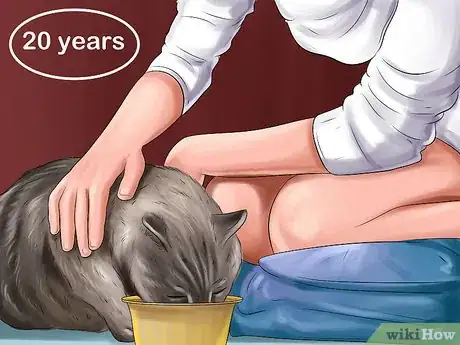 Image titled Adopt a Cat Through a Rescue Organization Step 11
