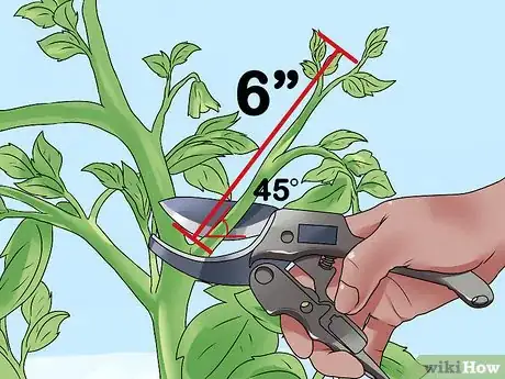 Image titled Root Tomato Suckers Step 5
