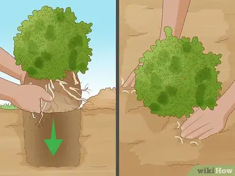 Image titled Grow Boxwood Shrubs Step 14