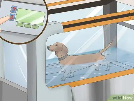 Image titled Exercise a Senior Dog on a Water Treadmill Step 8