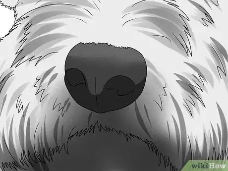 Image titled Identify a Cairn Terrier Step 5