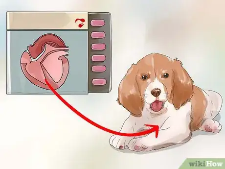 Image titled Care for English Springer Spaniels Step 14