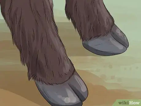 Image titled Identify Welsh Black Cattle Step 6