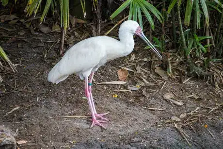 Image titled Disney's Animal Kingdom 4