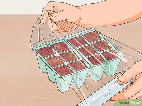 Image titled Grow Perennials From Seed Step 7