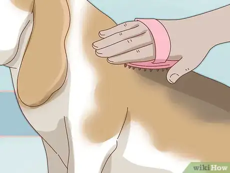 Image titled Care for Basset Hounds Step 12