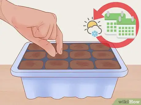 Image titled Grow Roma Tomatoes Step 4