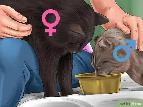 Image titled Adopt a Cat Through a Rescue Organization Step 12