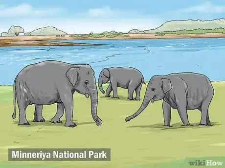 Image titled See Elephants in Sri Lanka Step 1