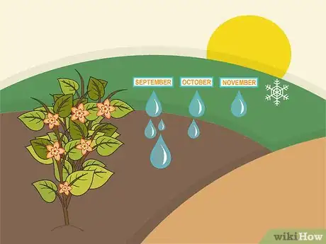 Image titled Plant Begonia Bulbs Step 10