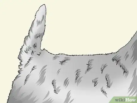 Image titled Identify a Cairn Terrier Step 6
