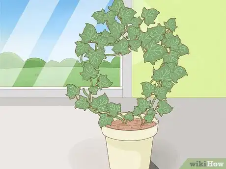 Image titled Grow a Topiary Step 24