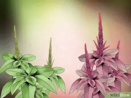 Image titled Grow Amaranth Flowers Step 8