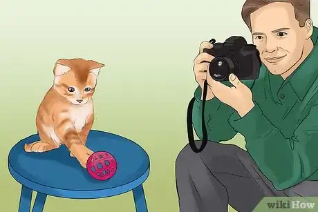 Image titled Take Photos of Adoptable Cats Step 10
