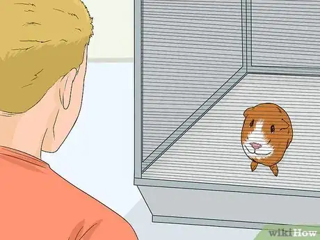 Image titled Care for a Guinea Pig After Neutering Step 7