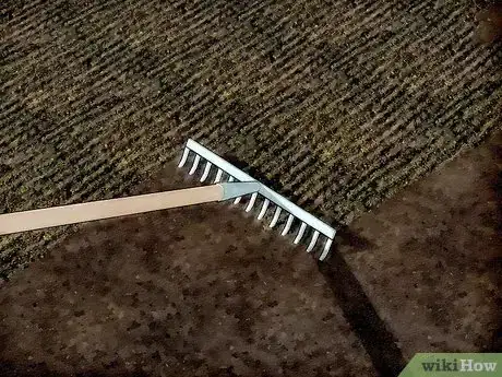 Image titled Grow Echium Step 7