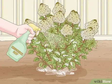Image titled Care for Limelight Hydrangeas Step 19