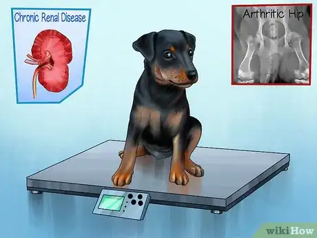 Image titled Save Money on Vet Care for Your Dog Step 5