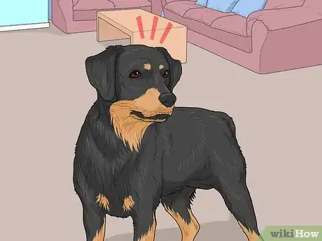 Image titled Identify a Smaland Hound Step 11