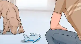 Modify Tricks Based on an Old Dog's Physical Limitations