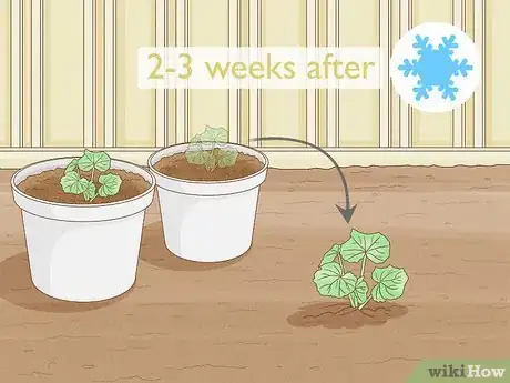 Image titled Propagate Hollyhocks Step 13