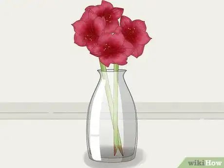 Image titled Cut Amaryllis Flower Step 10
