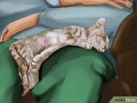 Image titled Photograph Your Cat's Symptoms for the Vet Step 8