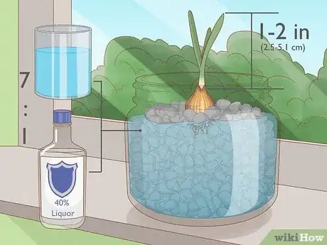 Image titled Force Daffodils Indoors Step 23