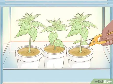 Image titled Grow Tobacco Inside Step 14