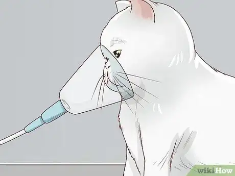 Image titled Handle Brachycephalic Airway Syndrome in Cats Step 1