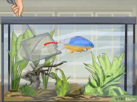 Image titled Start a Saltwater Aquarium Step 35