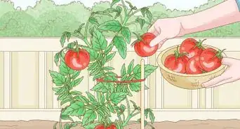 Grow Big Tomatoes