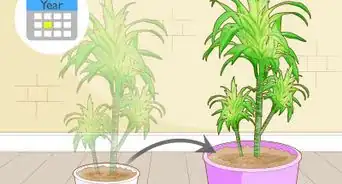 Care for a Dracaena