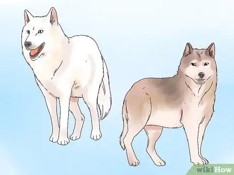 Image titled Become a Wolf Expert Step 1