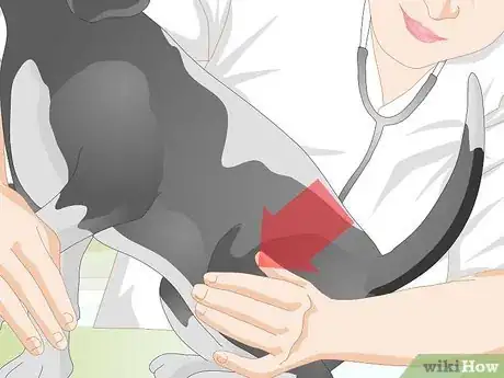 Image titled Rehabilitate Orthopedic Injuries in Dogs Step 7